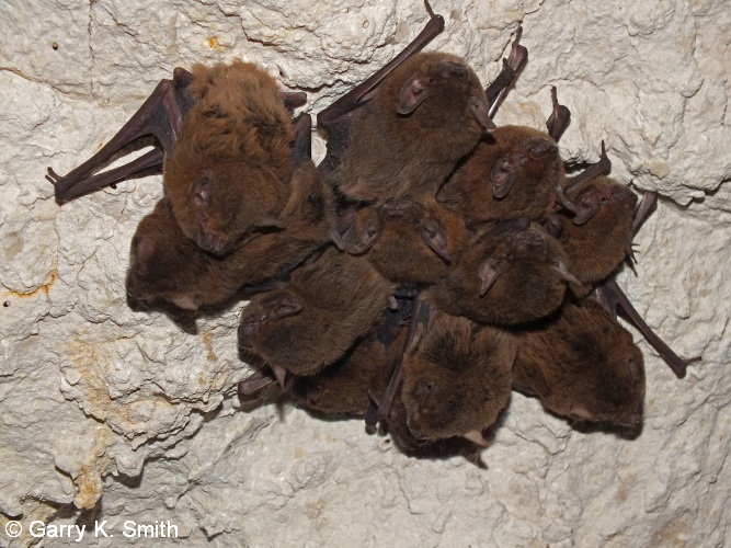 16 Bats in Shothole Canyon (C64) Photo GKSmithv2