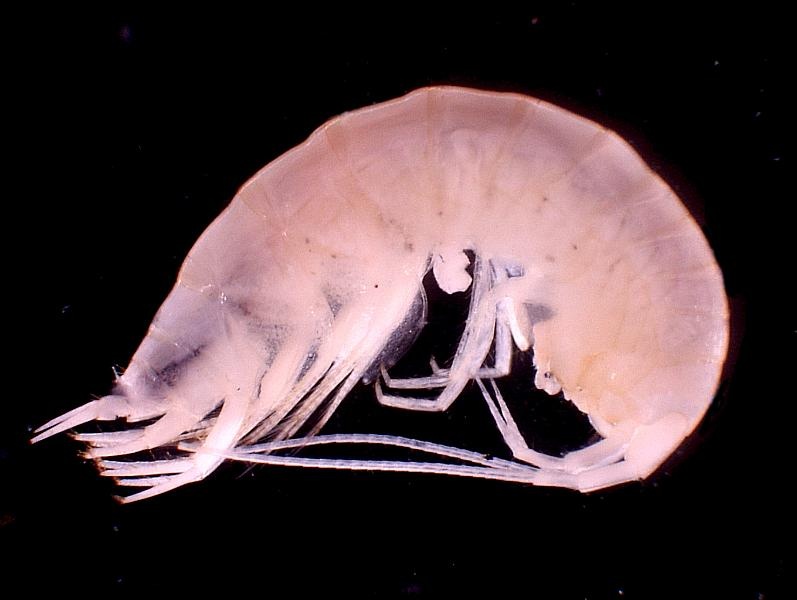 Amphipod from SH17. Photo by Rob Susac. - Cave Life