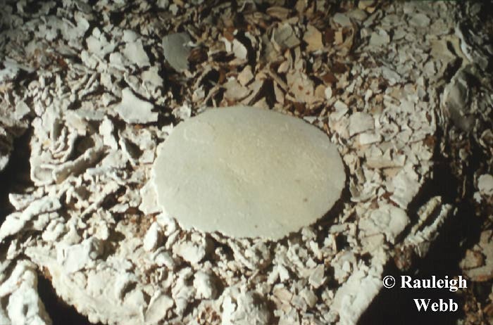 A magnificent circular calcite raft sitting on a cracked calcite floor that has been called "pottery". The calcite raft is about 15cm across. - Nullarbor