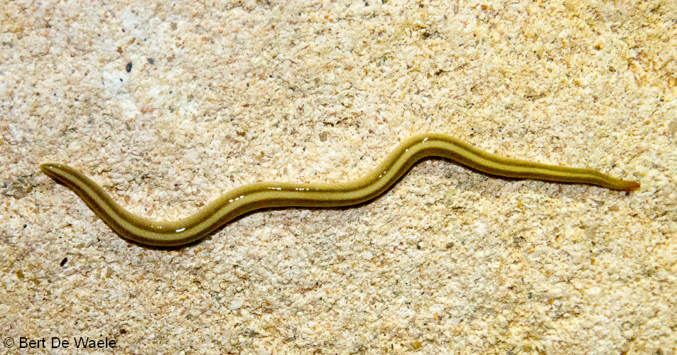 50 Terrestrial flatworm