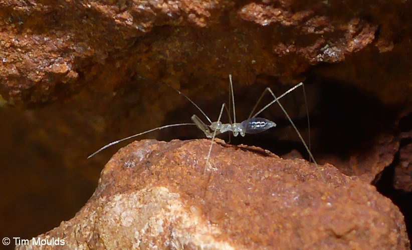 48 Hemiptera Reduviidae Emesinae (2) crop