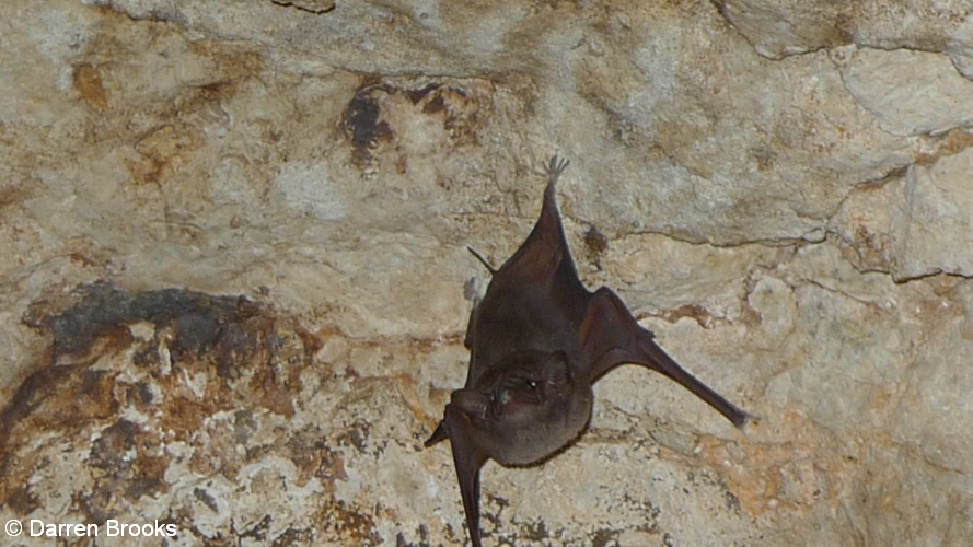 17 An indignant Common Sheathtail bat