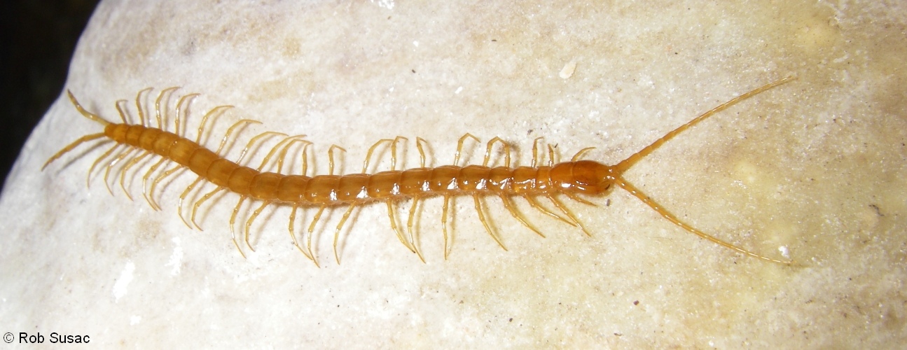 20 Scolopendrid centipede Southrift