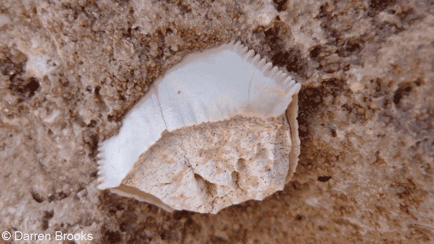 FossilisedSharkTooth