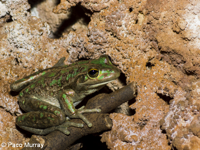 02 Motorbike frog Litoria moorei