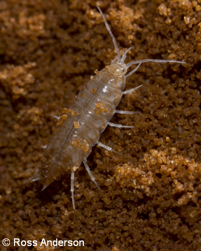 36 Ngilgi Cave troglobite Philoscid isopod