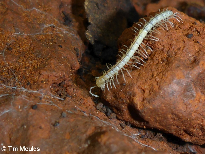 25 Diplopoda Paradoxosomatidae Stygiochiropus communis