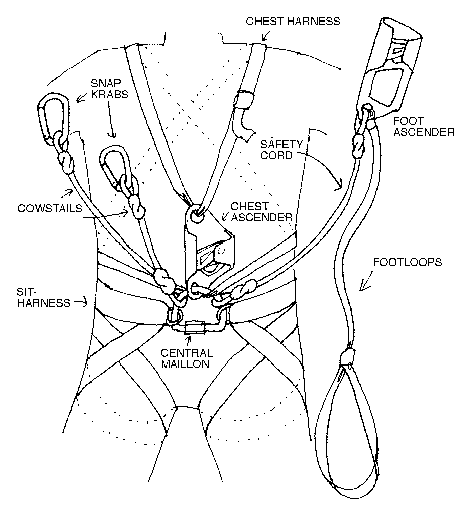 fig1a