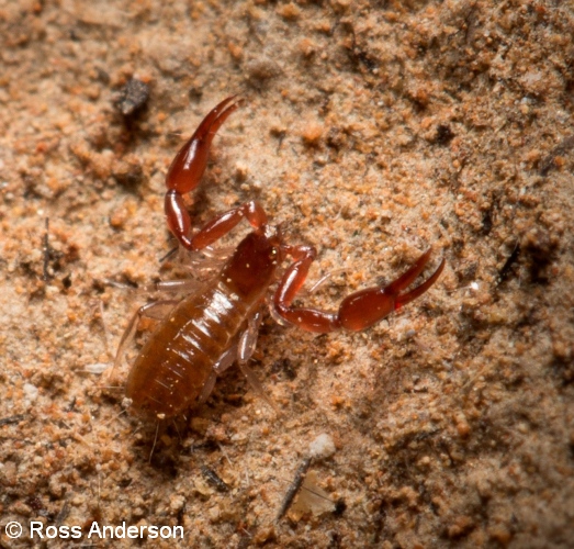 40 RAnderson Napiers troglophile Pseudoscorpion