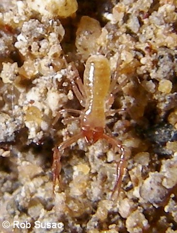 45 Tyrranochthonius sp. Pseudoscorpion trog  Ruddocks