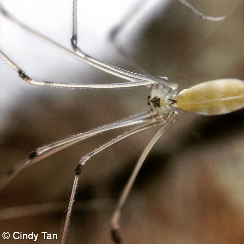 07 Cindy yanchep Pholcus phalangioides skull or cellar spider