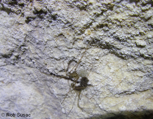 08 Pholcus phalangioides