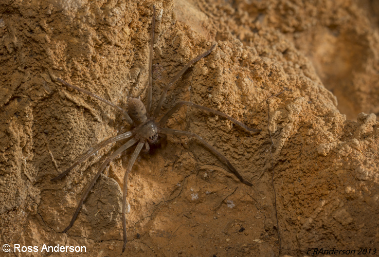 13 RAnderson Napiers Sparassidae